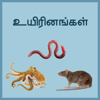பாடங்கள்