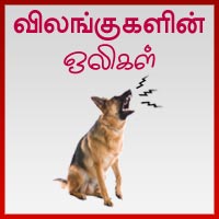 பாடங்கள்