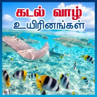 பாடங்கள்